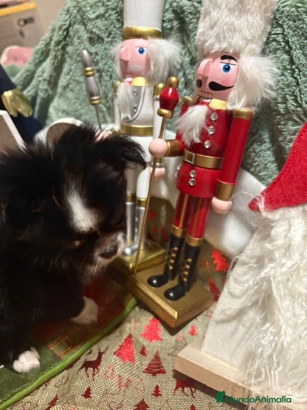 Chihuahua perros en venta: Chihuahua toy pelo largo ruso - Anuncio 8