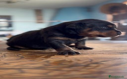 Rottweiler perros en venta: Rottweiler - Imagen 2