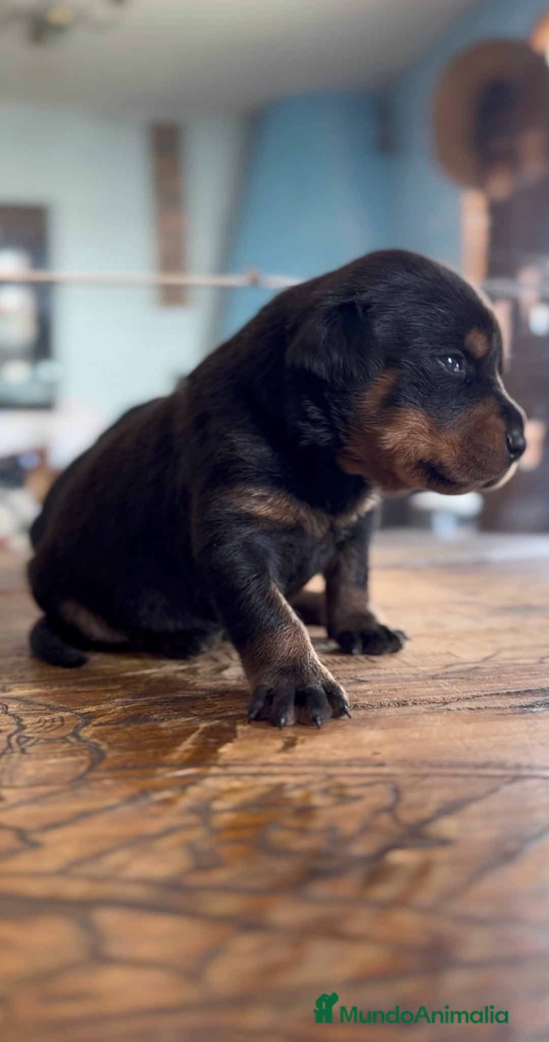 Rottweiler perros en venta: Rottweiler - Imagen 2