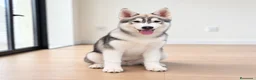 Husky Siberiano perros en venta: Precioso cachorro de husky siberiano - Anuncio 7