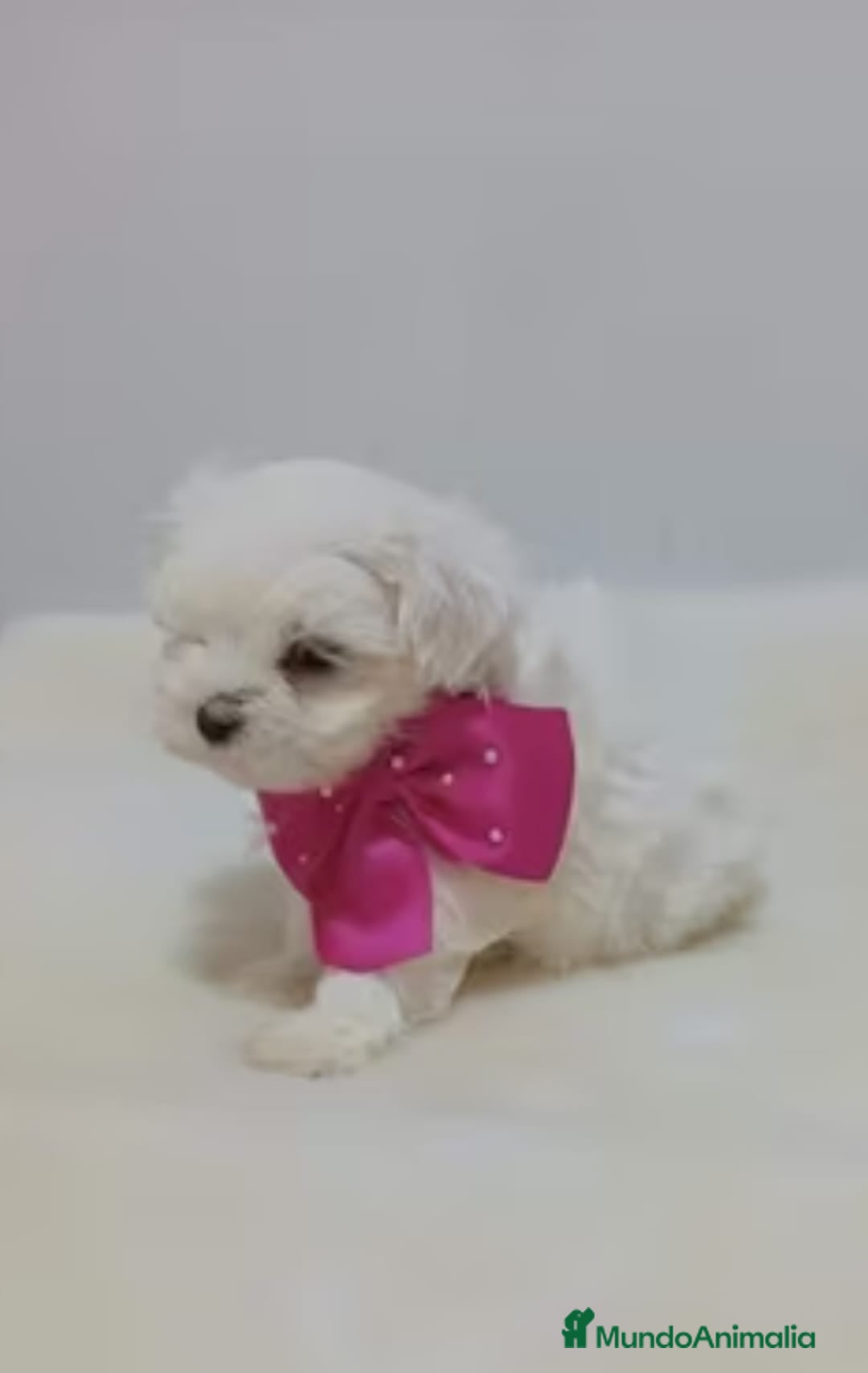 Bichón Maltés perros Bichón maltes mini - Anuncio 12