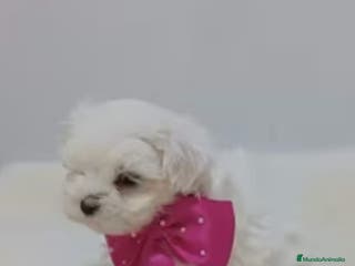 Bichón Maltés perros Bichón maltes mini - Anuncio 21