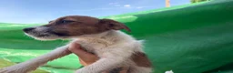Jack Russell Terrier perros en venta: Jack terrier  - Anuncio 9