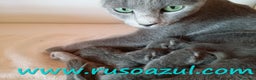 Azul Ruso gatos en venta: Azul Ruso disponibles - Anuncio 1