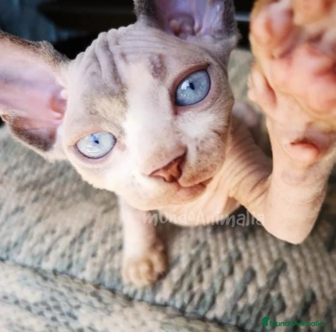 Imagen de galería {{count}}