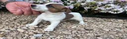 Jack Russell Terrier perros en venta: Jack Russell 550€ precio real! - Anuncio 6