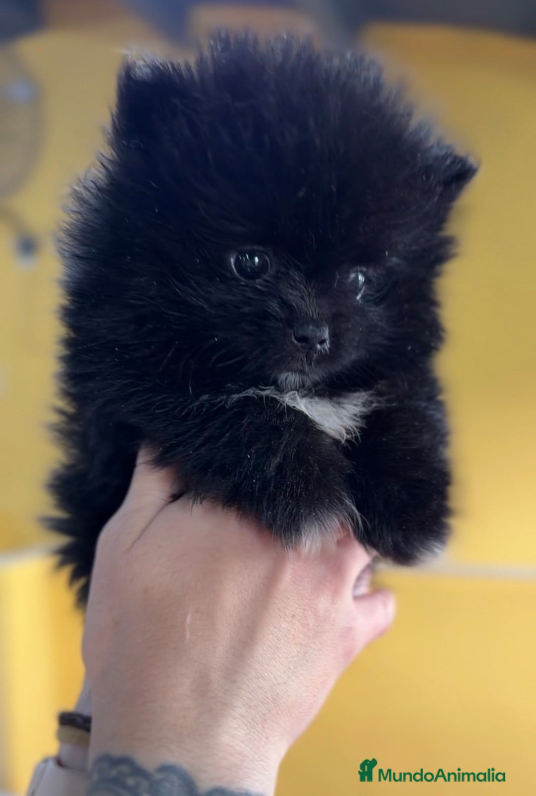 Pomerania perros en venta: Pomerania cara oso  - Anuncio 1