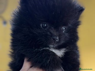 Pomerania perros Pomerania cara oso - Anuncio 2