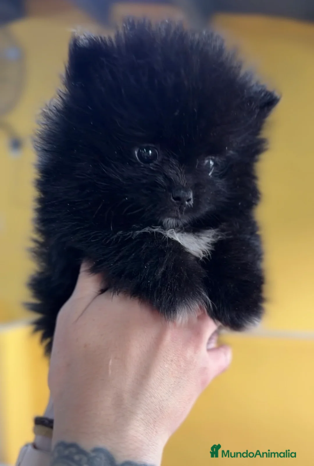 Pomerania perros en venta: Pomerania cara oso  - Anuncio 1