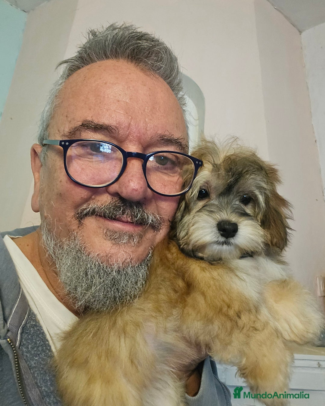 Bichón Habanero perros en venta: BICHON HABANERO - Anuncio 13