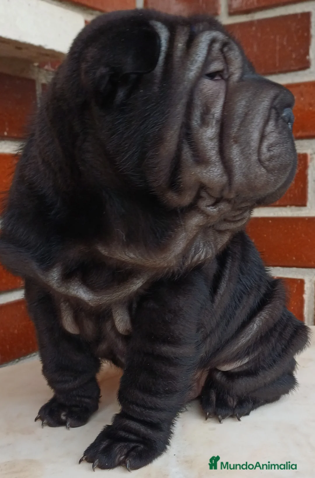 Shar Pei perros en venta: EXCELENTE CAMADA DE SHAR PEI - Anuncio 12