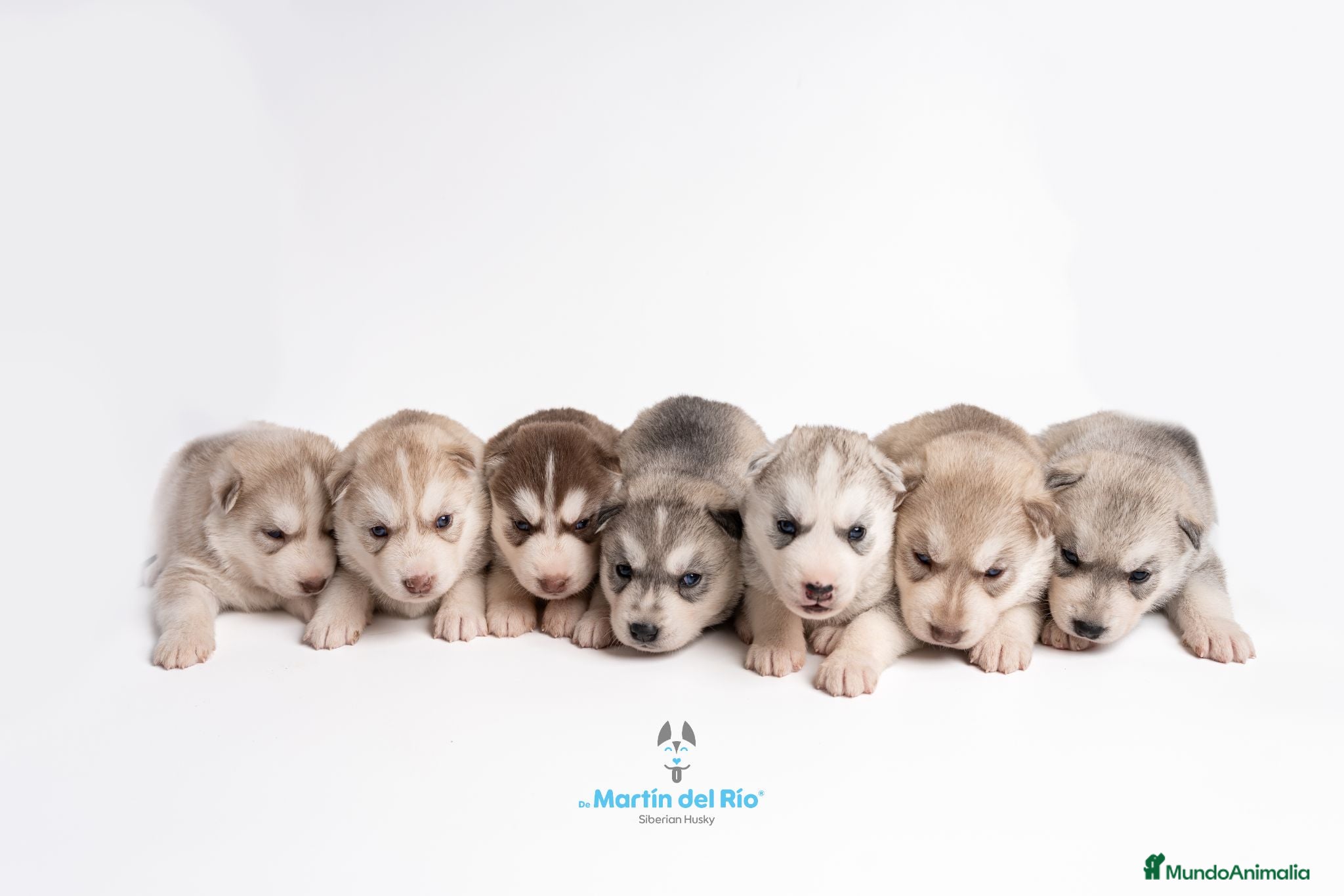 Husky Siberiano perros Husky Siberiano - Cachorros - Anuncio 1