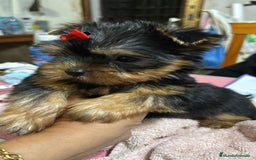 Yorkshire Terrier perros en venta: Yorkshire toy  - Anuncio 2