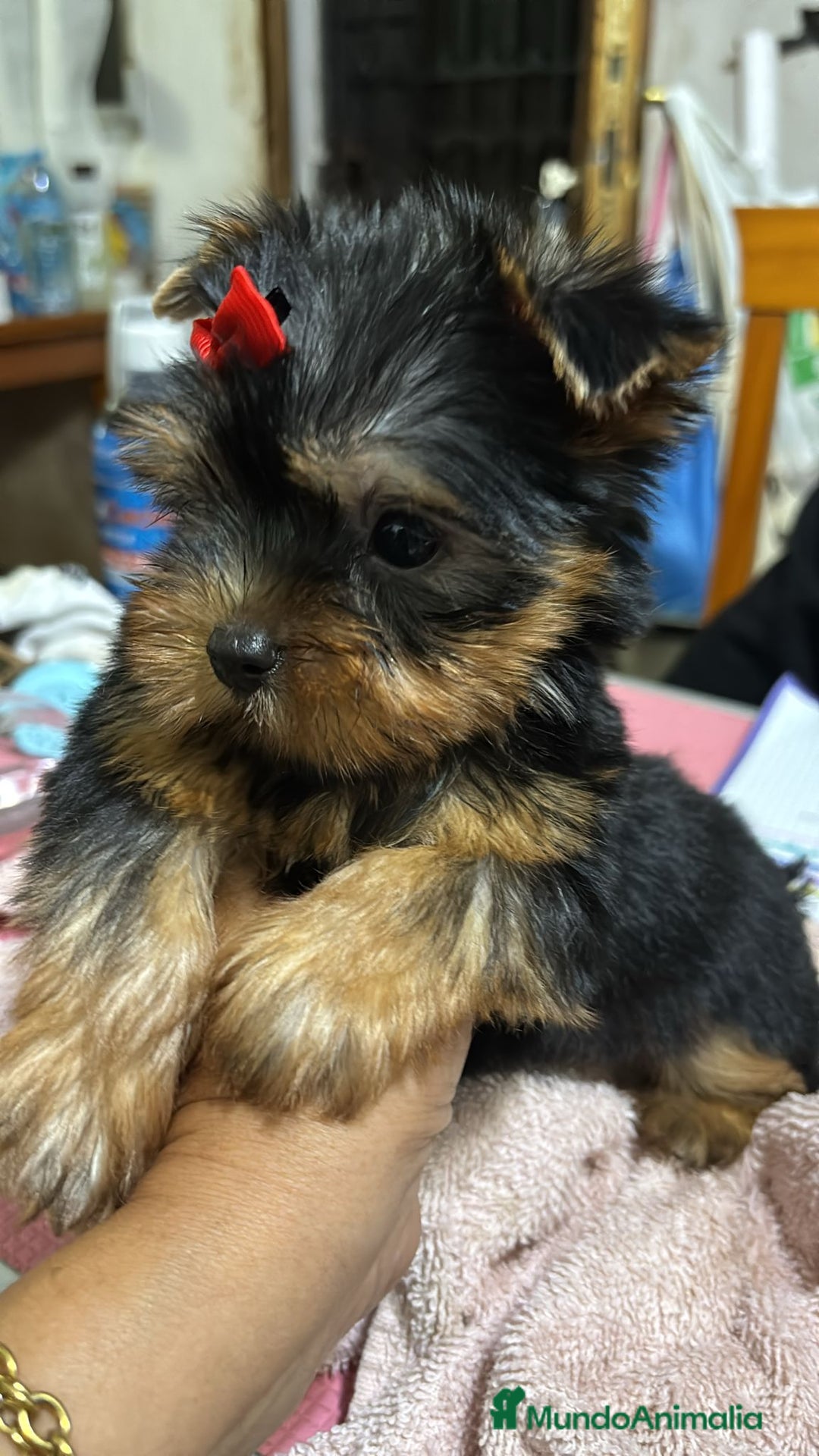 Yorkshire Terrier perros en venta: Yorkshire toy  - Anuncio 2