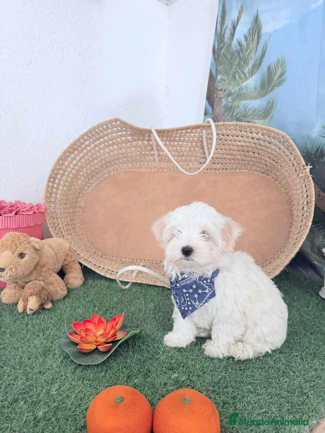 Bichón Maltés perros en venta: Bichón maltes coreano - Anuncio 2