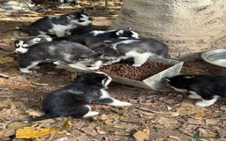 Husky Siberiano perros en venta: CAMADA HUSKY SIBERIANO - Anuncio 14