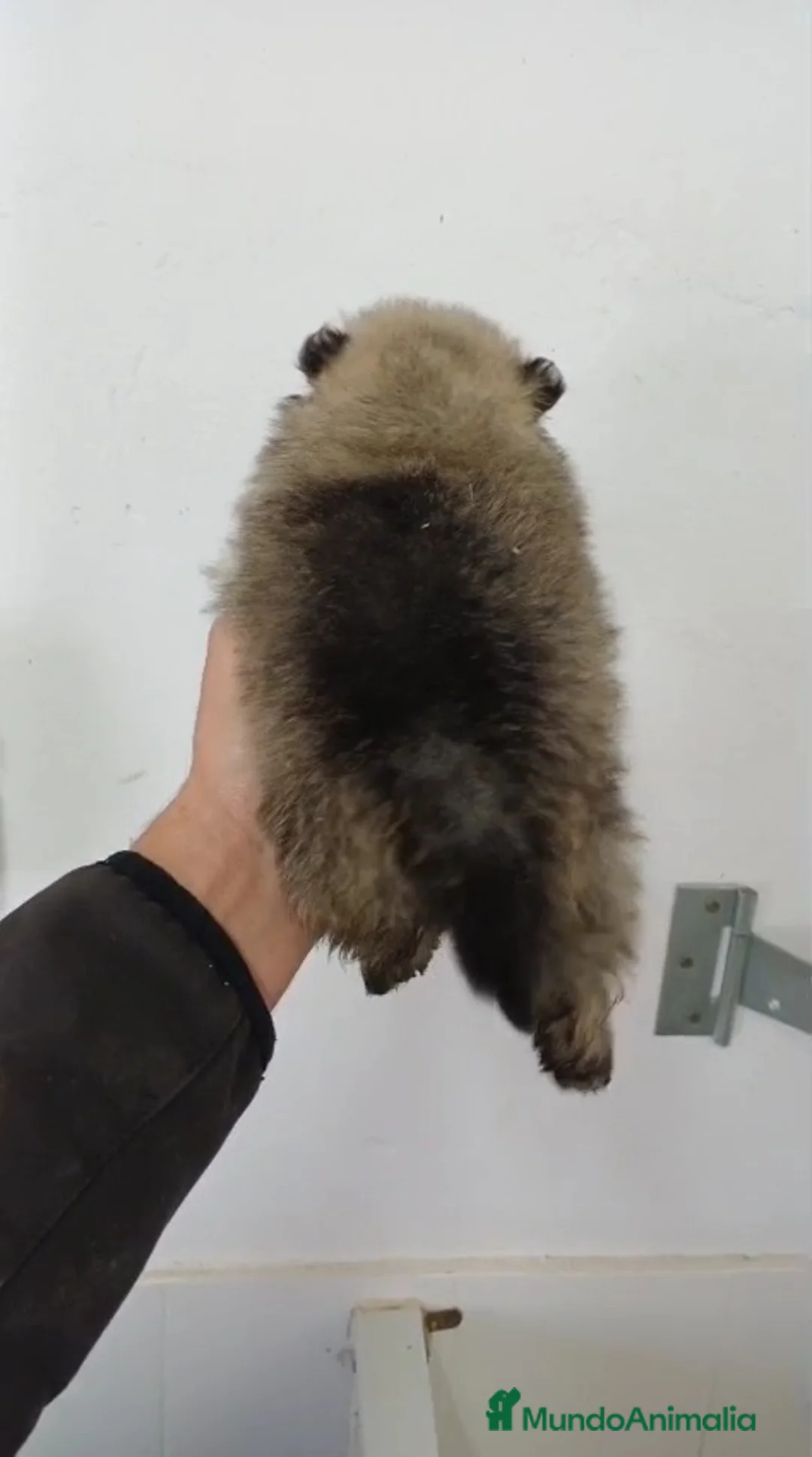 Pomerania perros en venta: Pomerania Mini Sable  - Anuncio 3