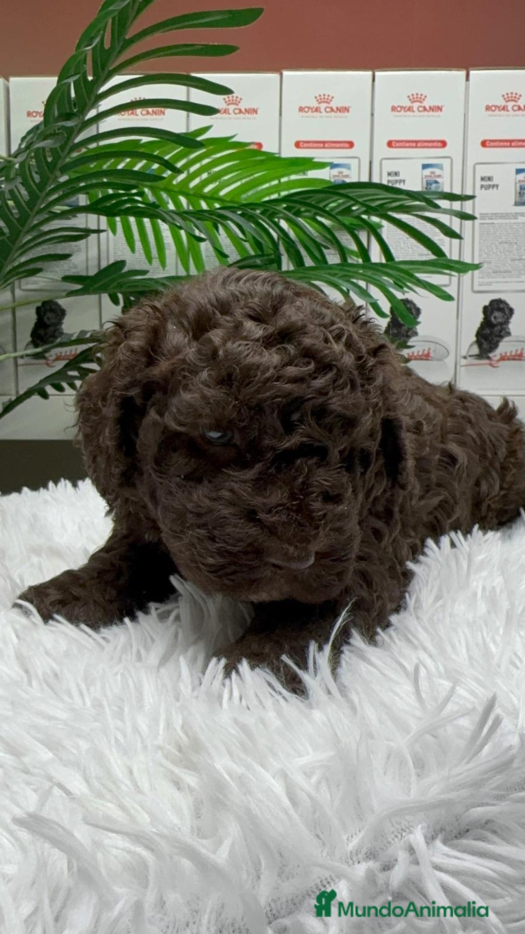 Perro de Agua Español perros en venta: PERRO DE AGUA ESPAÑOL MACHO - Anuncio 9