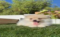 Pomerania perros en venta: POMERANIA - Imagen 3