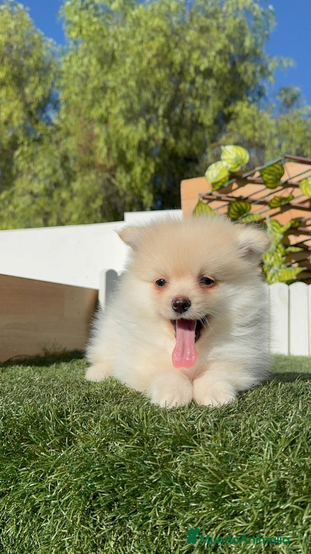 Pomerania perros en venta: POMERANIA - Imagen 3