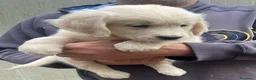 Golden Retriever perros en venta: Cachorros de GOLDEN Retriever  - Anuncio 7