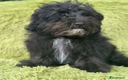 Maltipoo perros en venta: Maltipoo toy macho  - Imagen 2