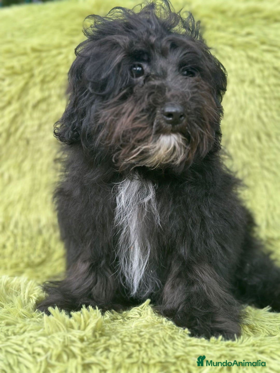 Maltipoo perros en venta: Maltipoo toy macho  - Imagen 2
