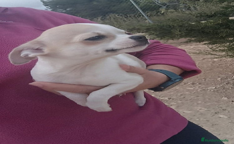 Chihuahua perros MACHITO TOY CHIHUAHUA BICOLOR CABEZA DE MANZANA  - Anuncio 4