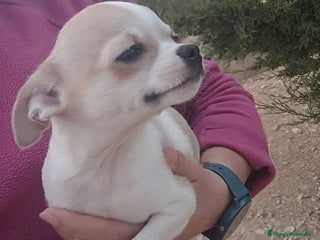 Chihuahua perros MACHITO TOY CHIHUAHUA BICOLOR CABEZA DE MANZANA - Anuncio 4
