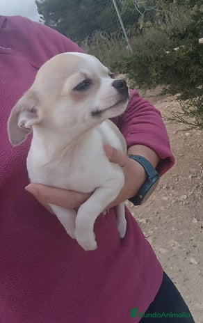 Chihuahua perros MACHITO TOY CHIHUAHUA BICOLOR CABEZA DE MANZANA - Anuncio 10