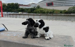 Cocker Spaniel Inglés perros en venta: Excelentes cachorros cocker spaniel ingles - Imagen 8
