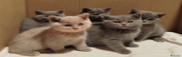 Británico de Pelo Corto Azul gatos en venta: British Shorthair  - Anuncio 4