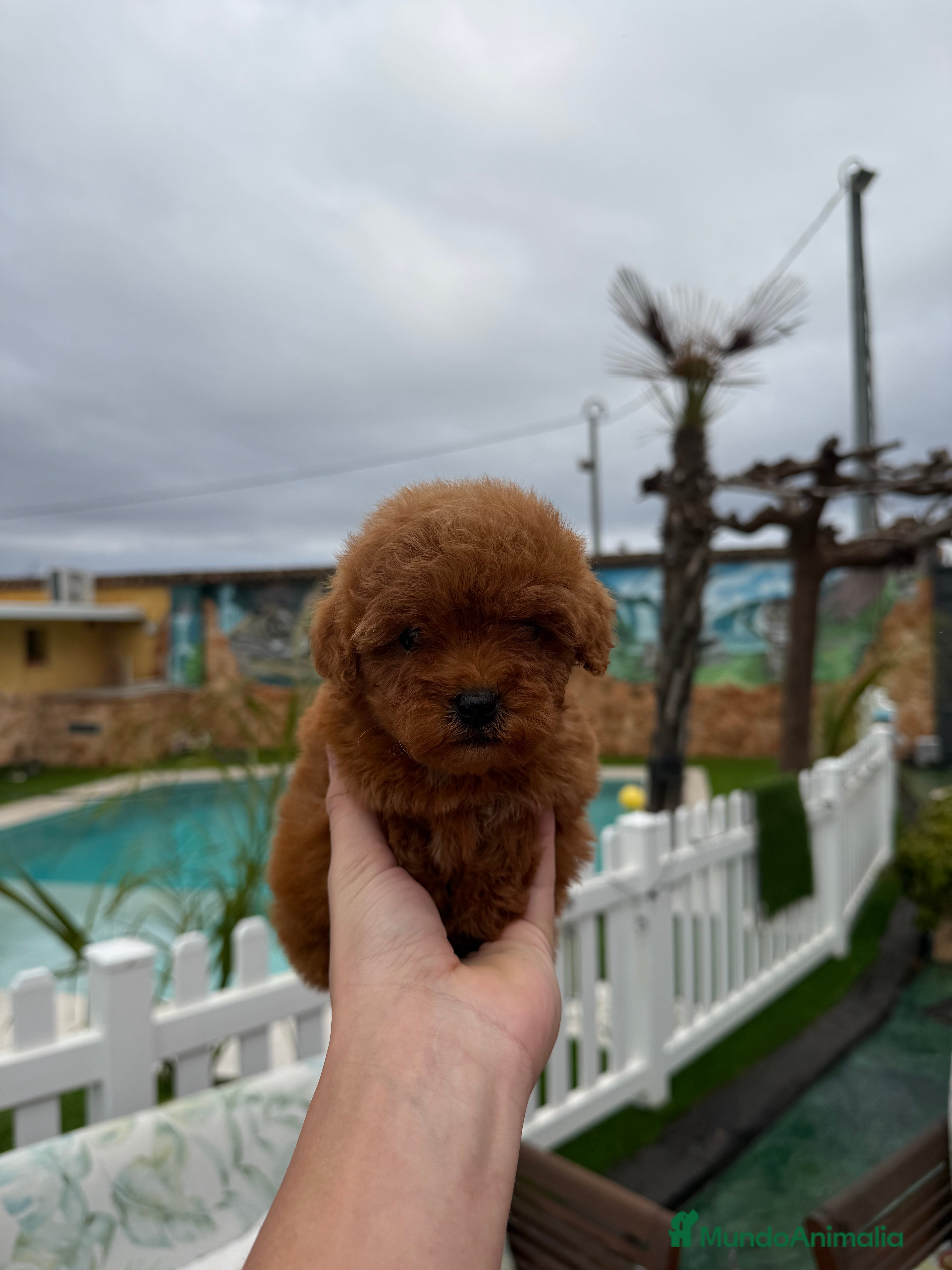 Caniche Toy perros Caniche toy - Anuncio 18