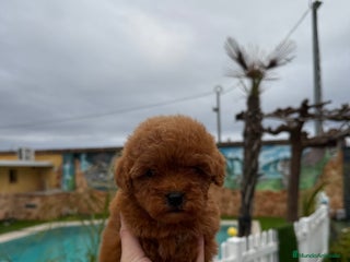 Caniche Toy perros Caniche toy - Anuncio 18