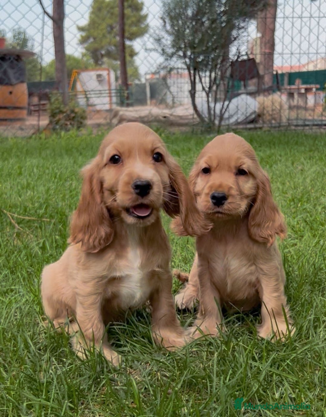 Cocker Spaniel Inglés perros en venta: Cocker hembra - Imagen 3