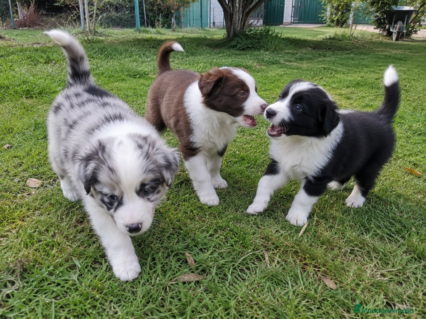 Border Collie perros BORDER COLLIE EXOTICOS  - Anuncio 2