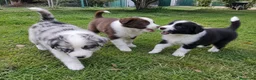 Border Collie perros en venta: BORDER COLLIE EXOTICOS  - Anuncio 1