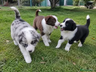Border Collie perros BORDER COLLIE EXOTICOS - Anuncio 2