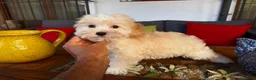 Maltipoo perros en venta: Maltipoo Macho !!!! - Anuncio 3