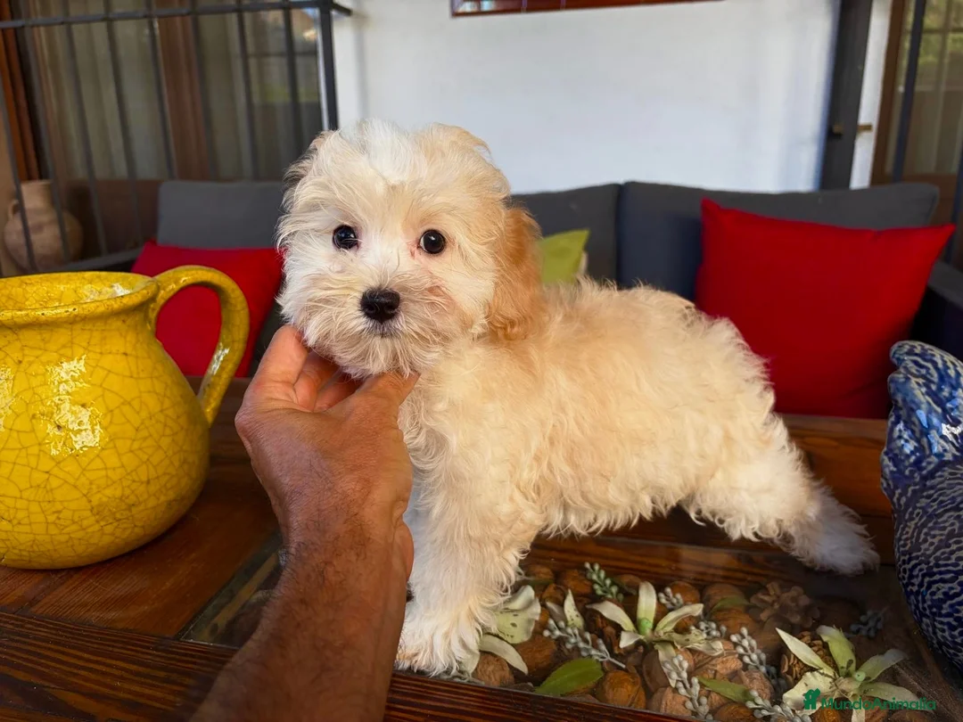 Maltipoo perros en venta: Maltipoo Macho !!!! - Anuncio 3