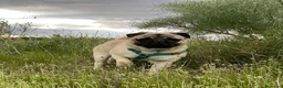 Carlino - Pug perros en venta: Cachorros de carlino - Anuncio 6
