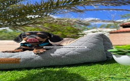 Teckel Miniatura perros en venta: TECKEL NEGRO FUEGO - Imagen 2