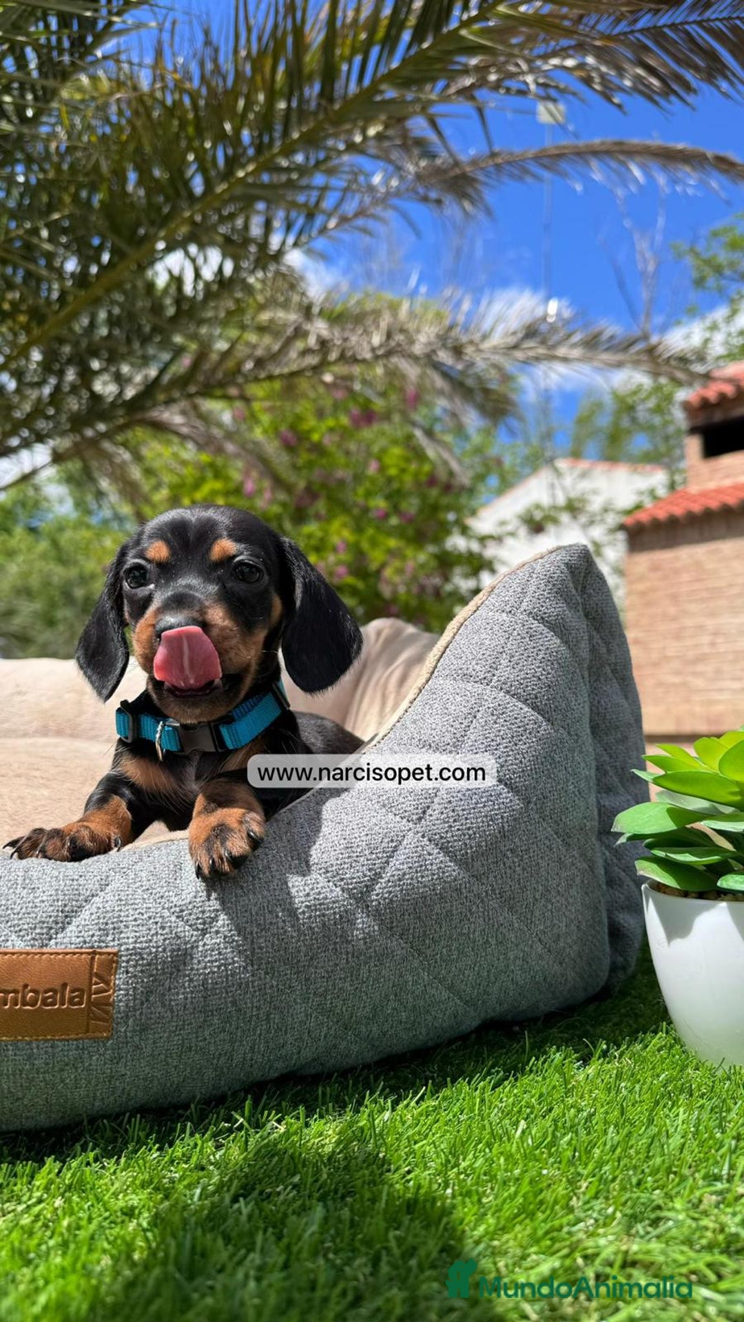Teckel Miniatura perros en venta: TECKEL NEGRO FUEGO - Imagen 2