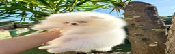 Pomerania perros en venta: Alta selección de Pomeranias  - Anuncio 11