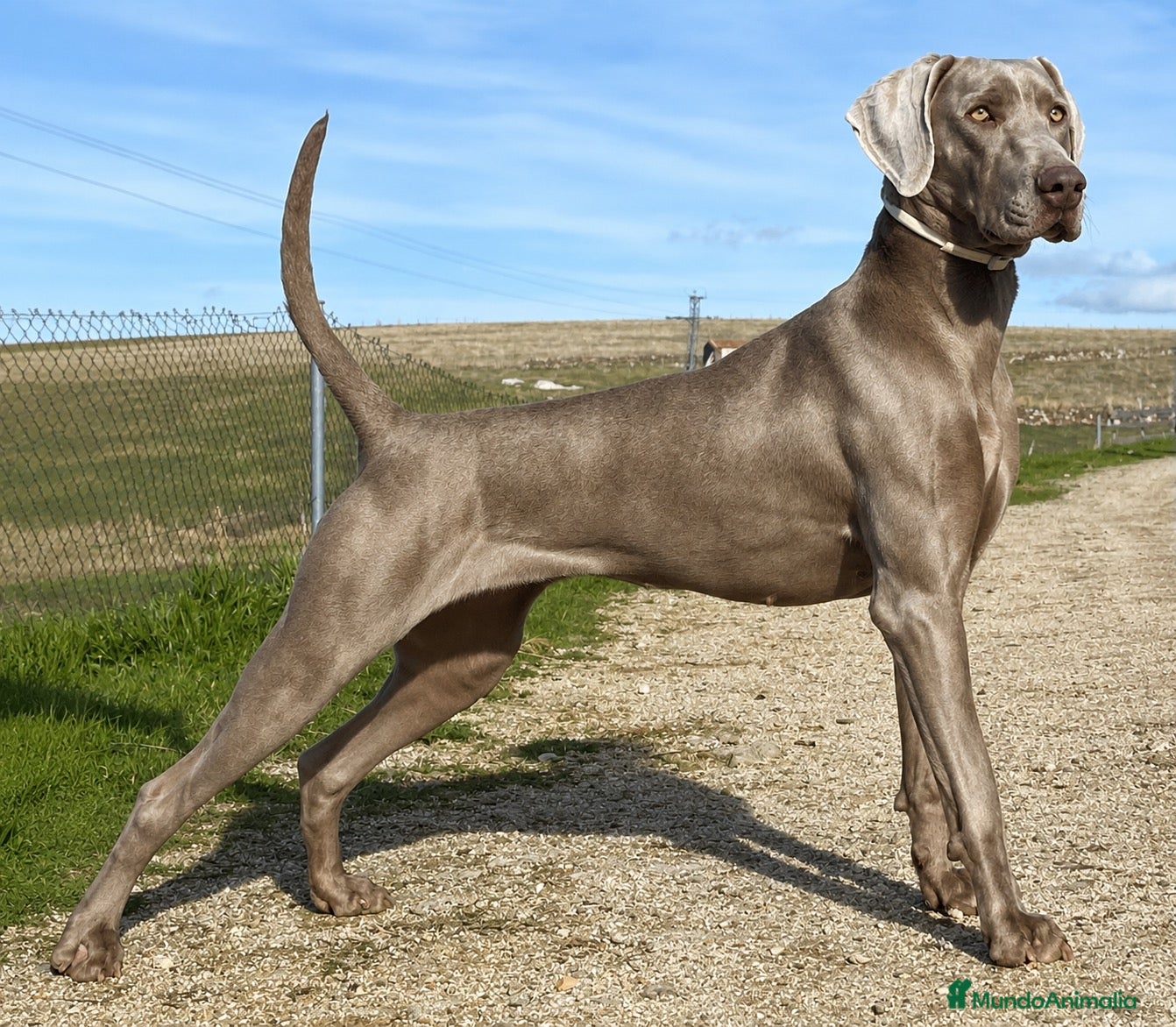 Weimaraner perros Camada de braco de Weimar  - Anuncio 1