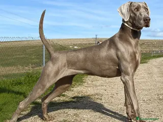 Weimaraner perros Camada de braco de Weimar - Anuncio 1