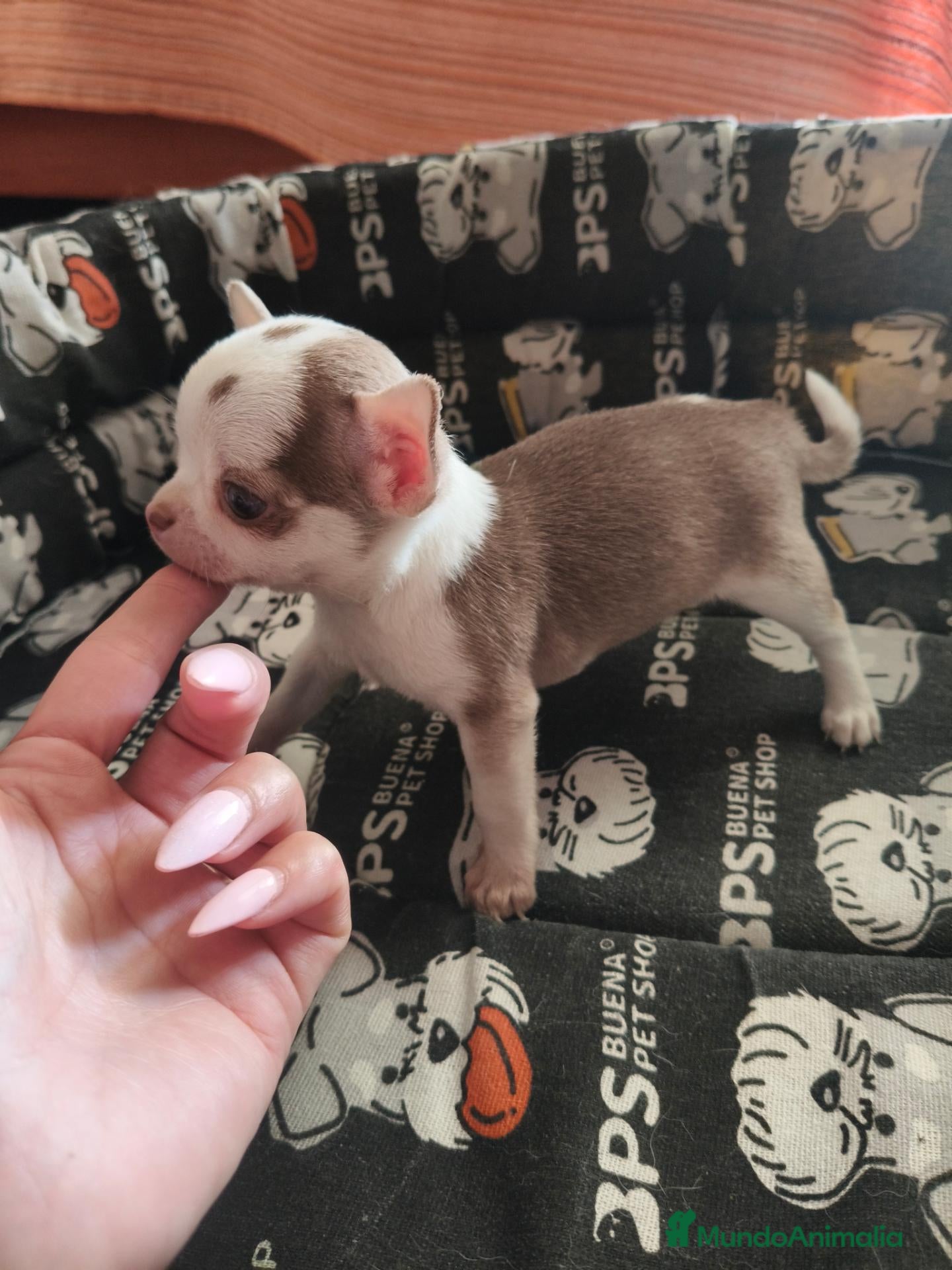 Chihuahua perros Chihuahua Toy - Anuncio 1