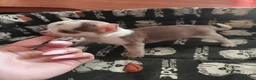 Chihuahua perros en venta: Chihuahua Toy - Anuncio 1