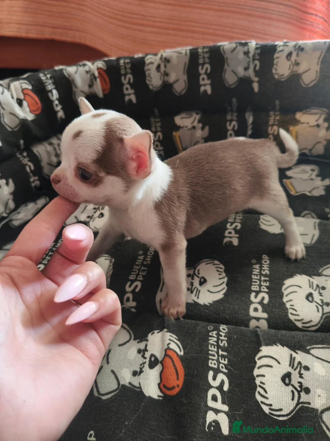 Chihuahua perros en venta: Chihuahua Toy - Anuncio 1