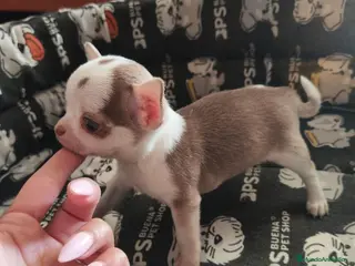 Chihuahua perros Chihuahua Toy - Anuncio 4